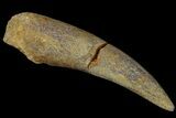 Bargain, Fossil Plesiosaur (Zarafasaura) Tooth - Morocco #172288-1